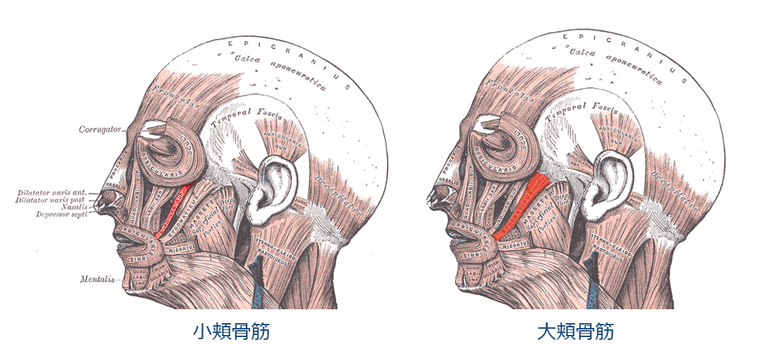 小・大頬骨筋