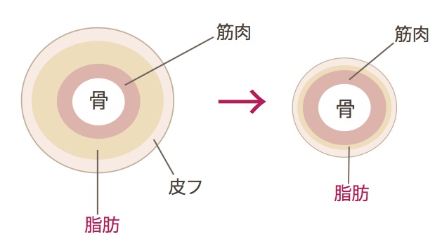 脂肪の構造