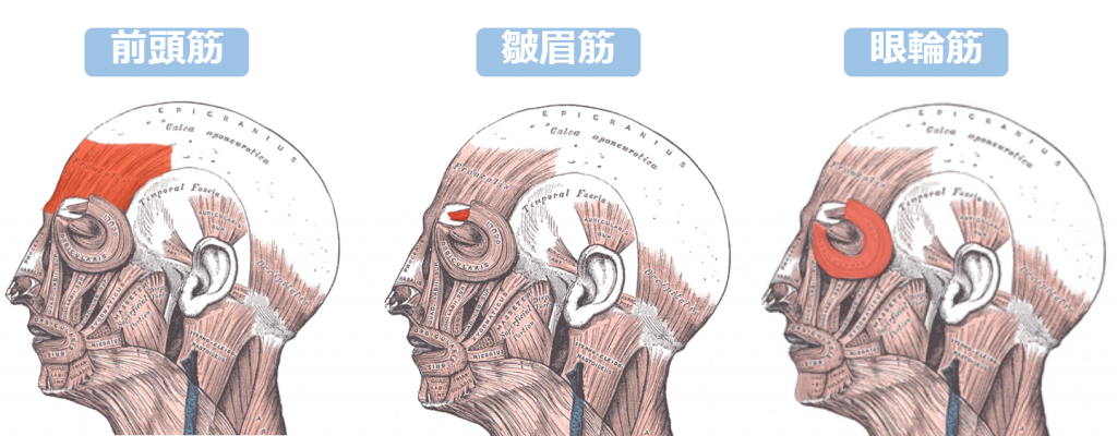 額・眉間・目尻の表情ジワ