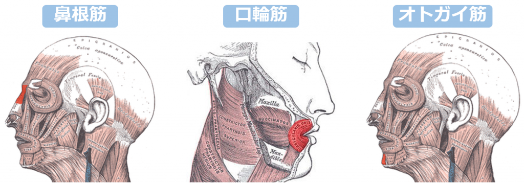 鼻の付け根・上唇・顎のうめぼしの表情ジワ