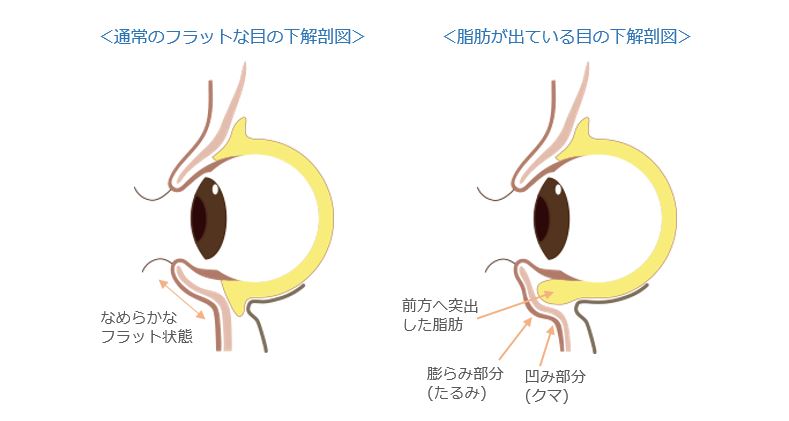 解剖図