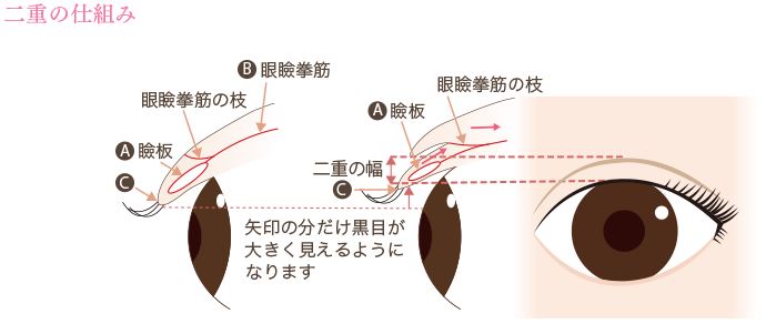 二重の仕組み